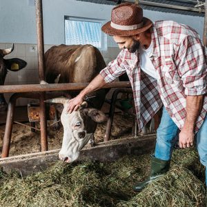 Un éleveur d'animaux avec ces vaches