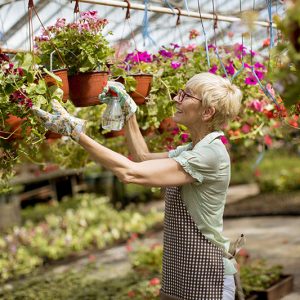 Un pépiniériste avec ces fleurs